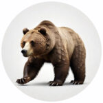 Bear Protocol Diet Icon