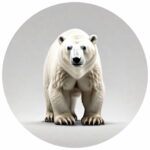 Bear Protocol Lifestyle Icon