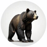 Bear Protocol Healing Icon