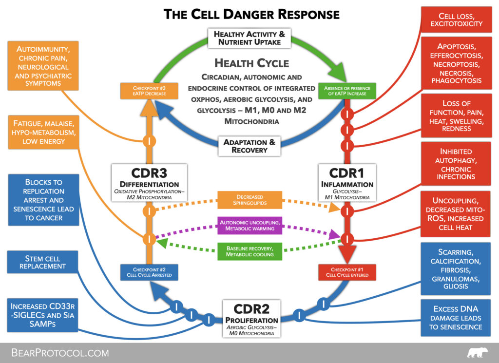 Cell Danger Response PDF